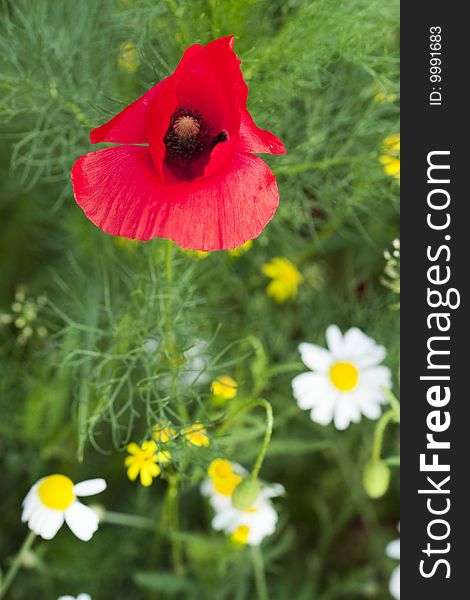 Red poppy and white flowers.