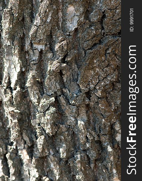 High-res texture from the bark of tree