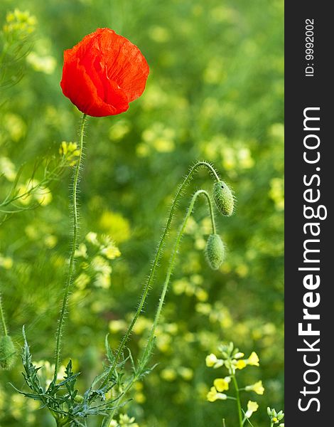 Red poppy in the grass.