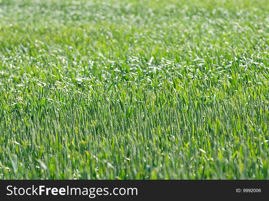 Field of young wheat on a background blue sky. Field of young wheat on a background blue sky