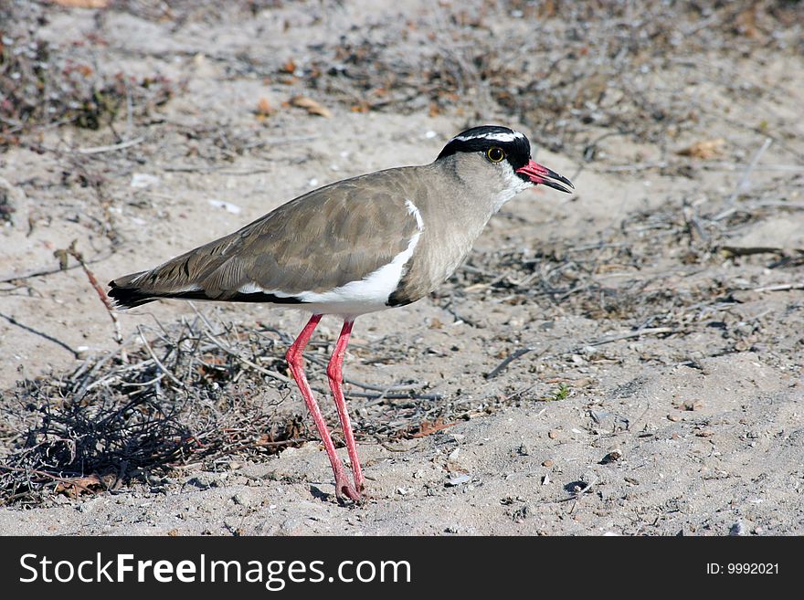 Crowned plover or lapwing of Southern Africa