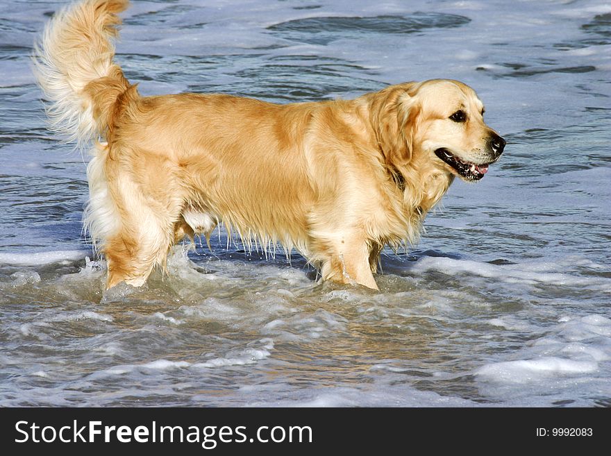 Golden brown dog frolicking in the surf