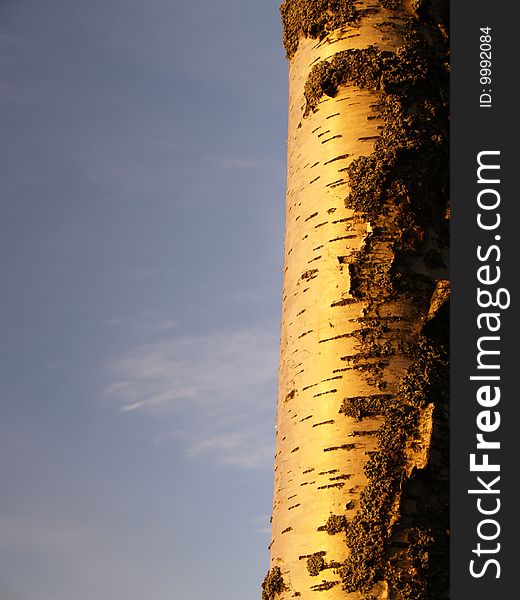 Bole of a Birch, blue sky background, soft evening light