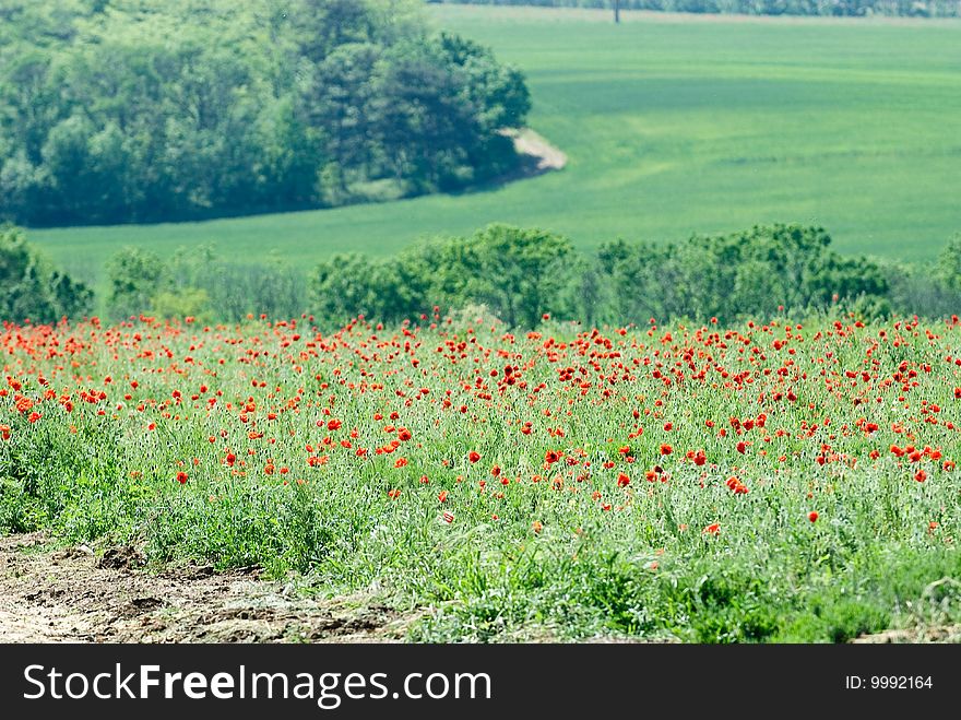 Beautiful poppy field in a sun canicular day