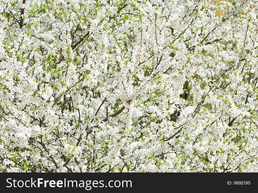 Abstract background from the leaves of trees and floweres. Abstract background from the leaves of trees and floweres