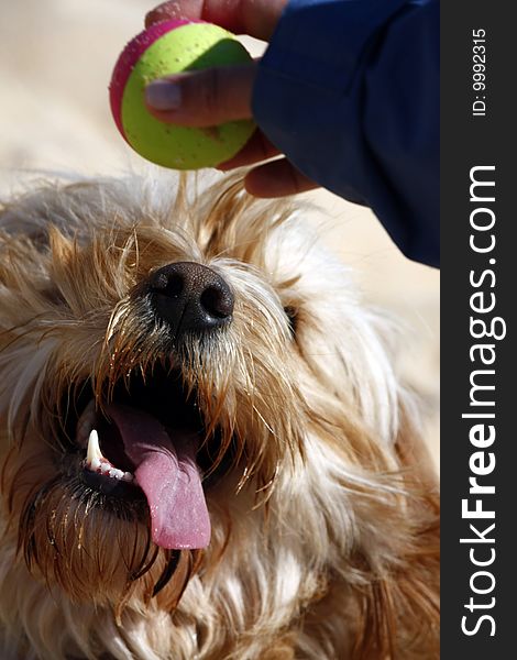 Domestic dog preparing to catch a ball with tongue out. Domestic dog preparing to catch a ball with tongue out.