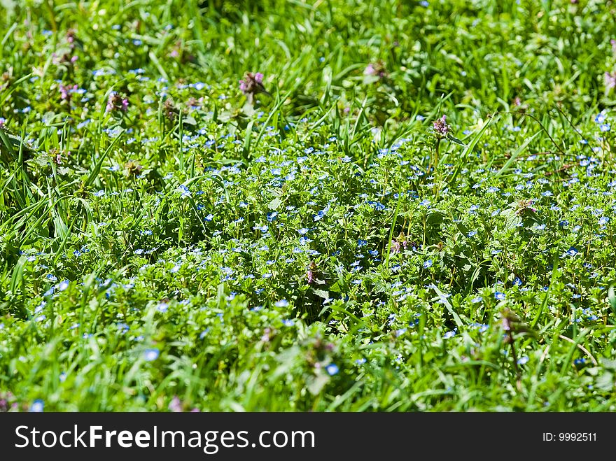 Glade with a floweres and a grass in a sunny day