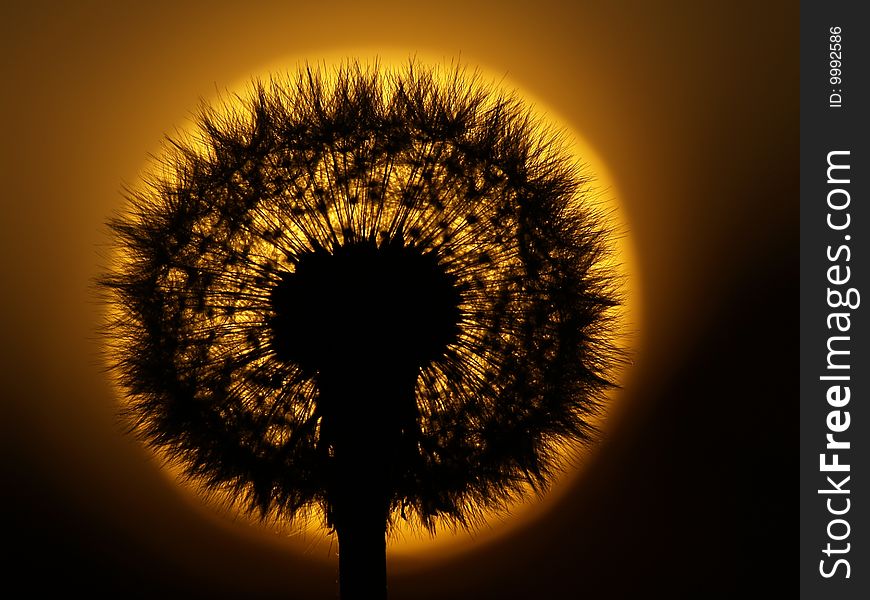 Dandelion Seed With Sun In The Background