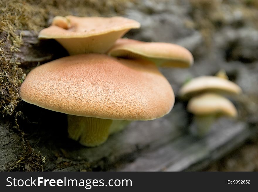 Group of orange mushrooms on rotten tree trunk