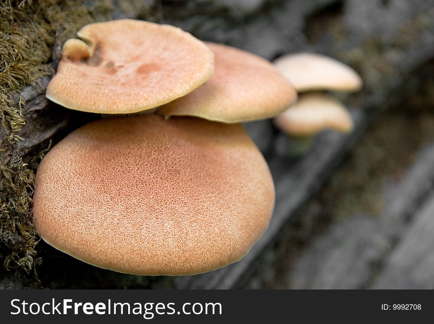 Group of orange mushrooms on rotten tree trunk