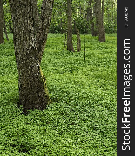 Boles and green ground in the forest, evening