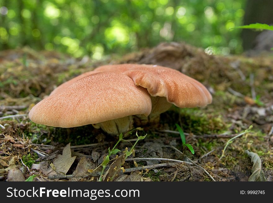 Group of orange mushrooms in forest after rain