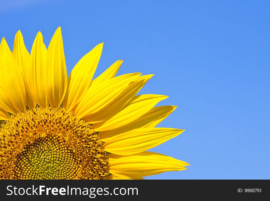 Sunflower Against A Sky Background