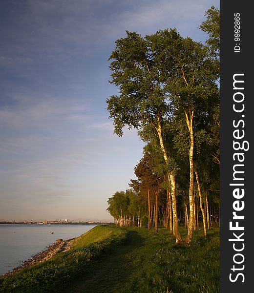 Birches on the coast of Baltic Sea, near Tallinn, evening light