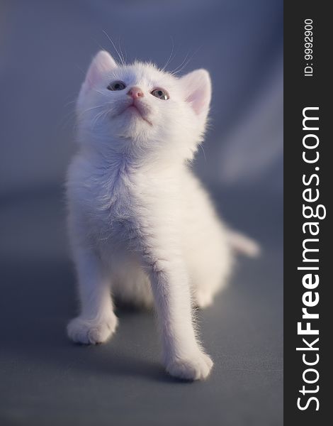 Standing White Kitten