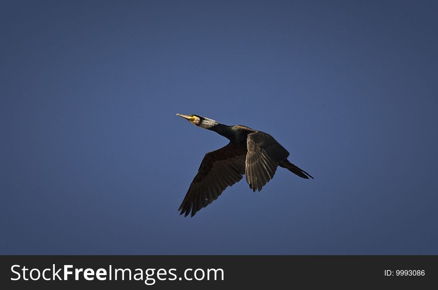 Cormorant in fly near of Mallorca shore