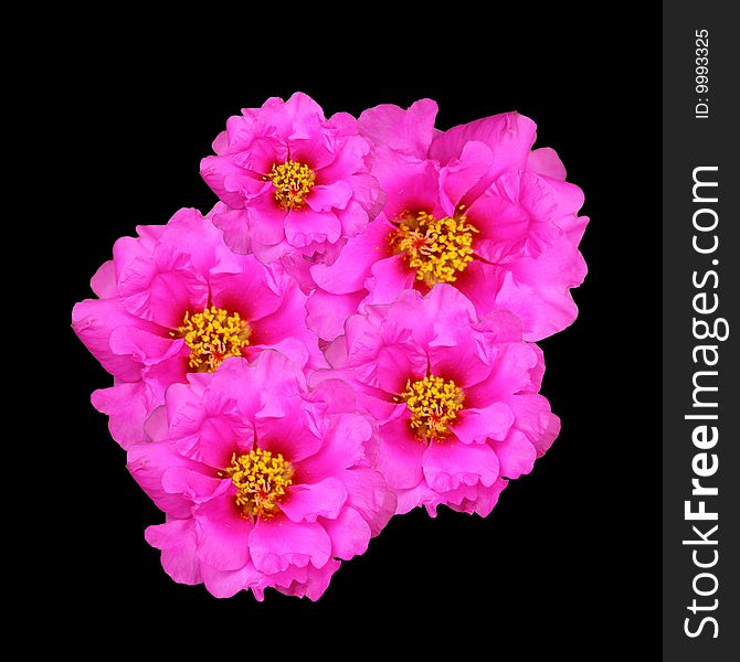 Pink portulaca flowers isolated on black. Pink portulaca flowers isolated on black