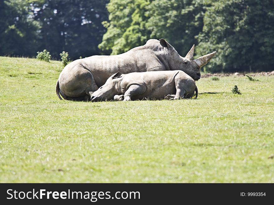 White asian rhino and baby laying on grass