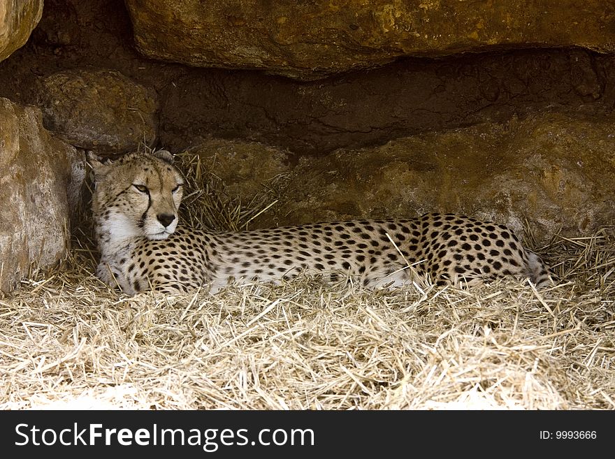 A cheetah resting in its stone and straw cove