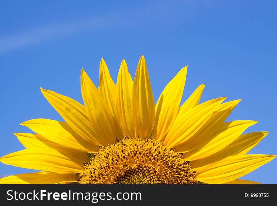 Closeup of a yellow sunflower against a blue sky background. Closeup of a yellow sunflower against a blue sky background