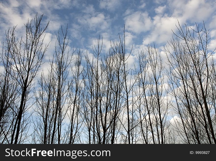 Look Of Bare Trees