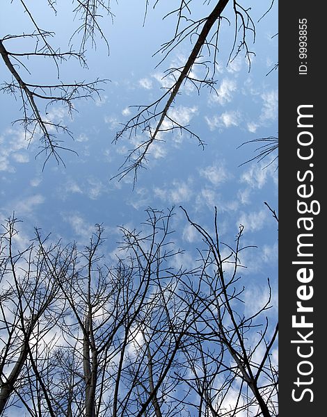 Upward look of tree branches with lo leafs in autumn. Upward look of tree branches with lo leafs in autumn.