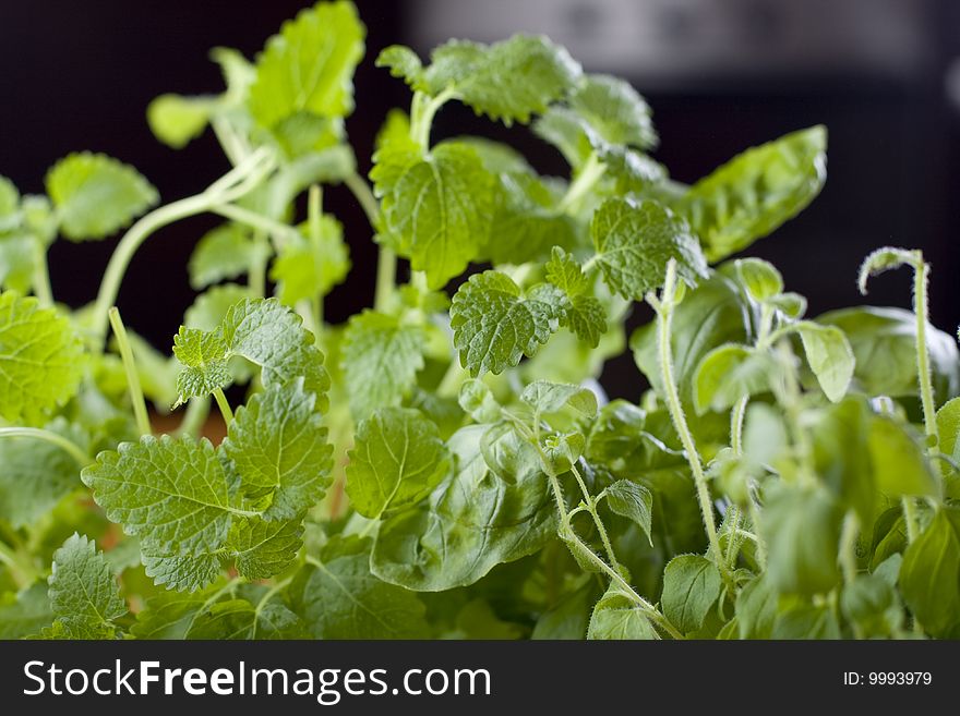 Fresh green  herbs in kitchen. Fresh green  herbs in kitchen