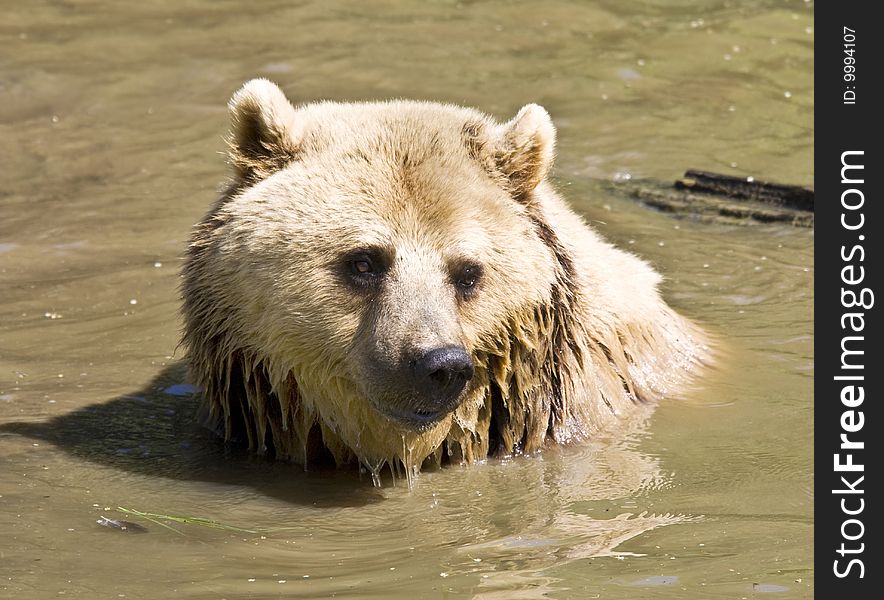 European brown bear swimming in a river