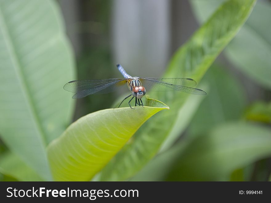 Dragonfly close-up resting on plumeria (hawaiian lei flower plant)