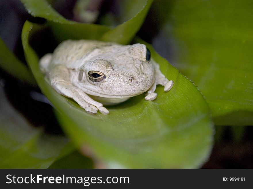 Grey tree frog sitting on a green plant outdoors.