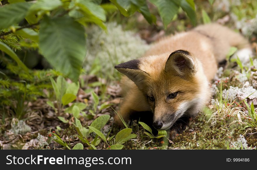 Mammal  Red Fox A
