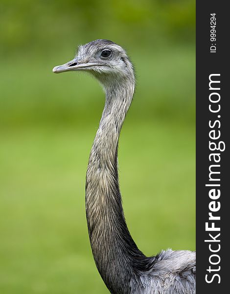 A gray ostrich, head and neck, in front of a green background. A gray ostrich, head and neck, in front of a green background