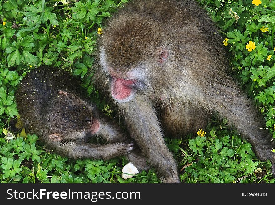 A mother monkey and her baby. A mother monkey and her baby