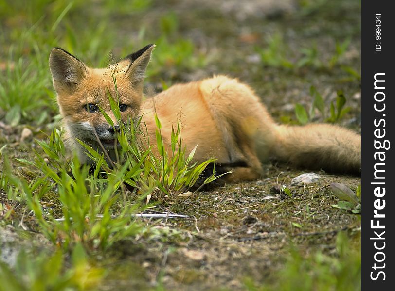 Wild red fox from national park Jacques Cartier Quebec Canada. Wild red fox from national park Jacques Cartier Quebec Canada