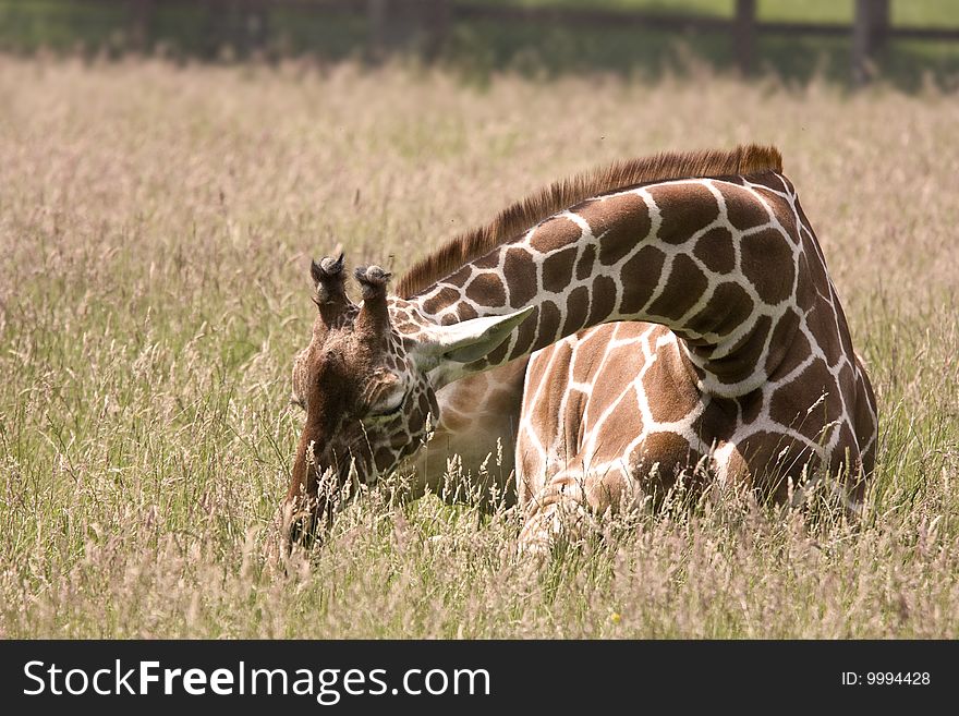 Giraffe lying in a field eating grass. Giraffe lying in a field eating grass