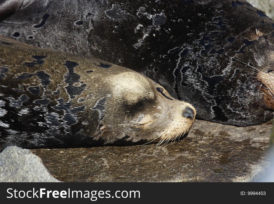 There are many Sea Lions on the rocks in Monterey, California. There are many Sea Lions on the rocks in Monterey, California