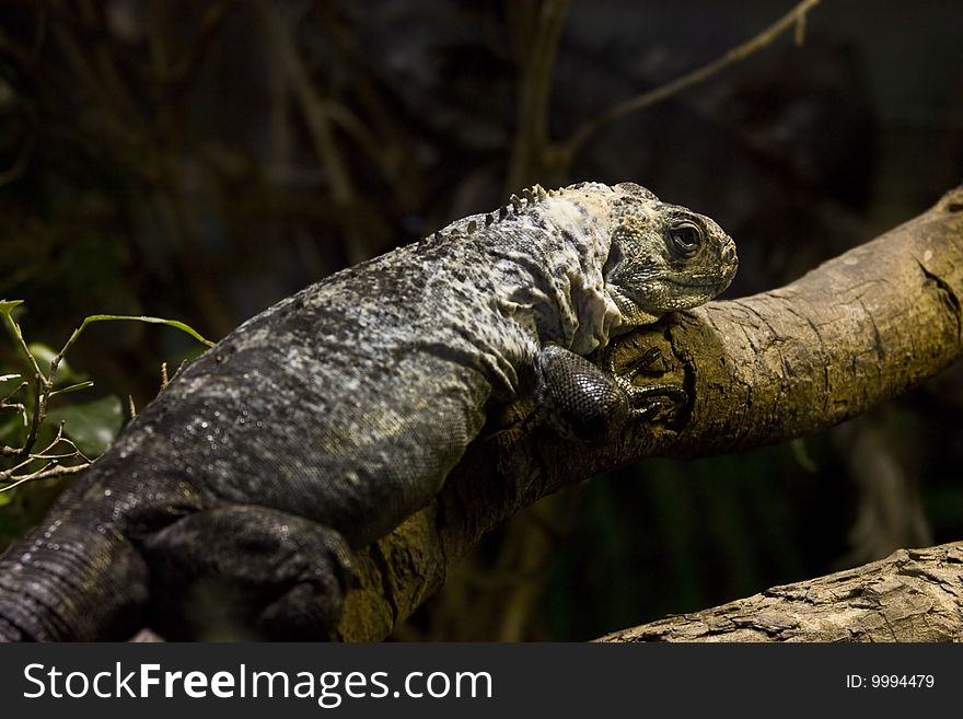 A gecko lizard perched on branch