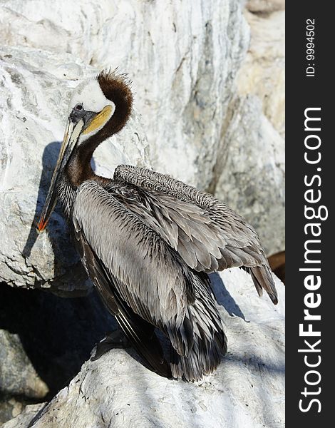 Pelican In Monterey, CA