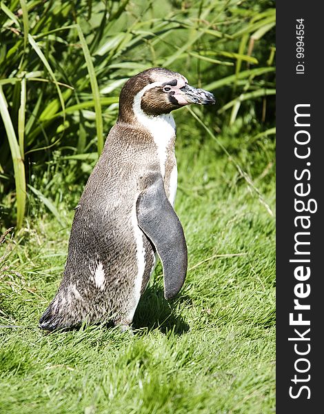 Penguin standing on grass bank