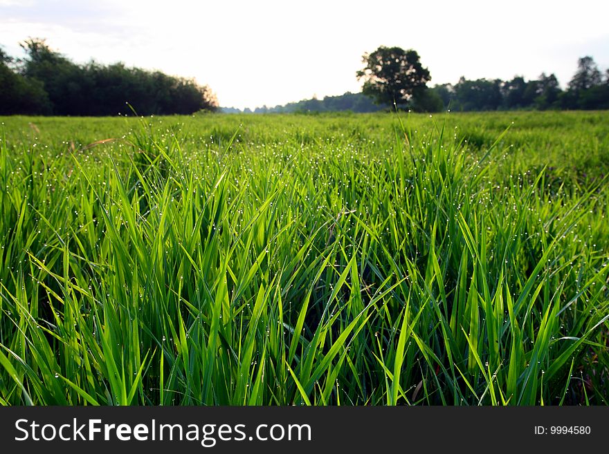 Morning landscape with dew drops on green grass. Morning landscape with dew drops on green grass