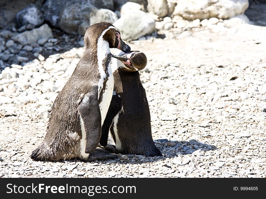 Mum and baby arctic penguin cleaning one another. Mum and baby arctic penguin cleaning one another