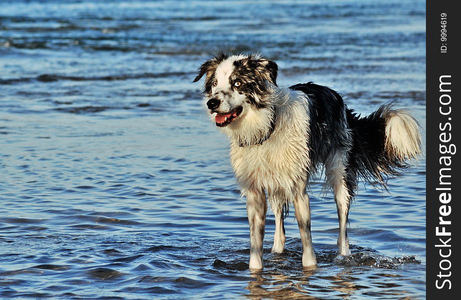 Alert Border Collie dog in the water. Alert Border Collie dog in the water