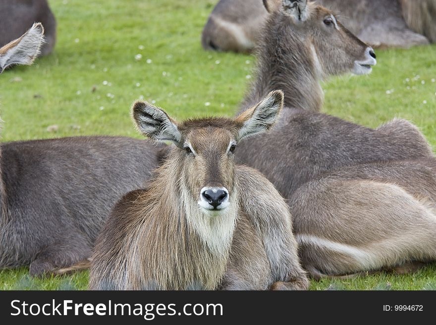 Roan antelope lying on grass