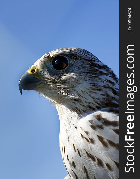 View of the head of falcon, bird of prey. View of the head of falcon, bird of prey.