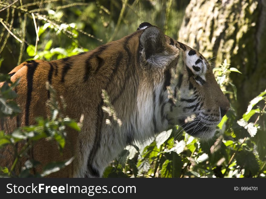 Tiger walking through grass in jungle