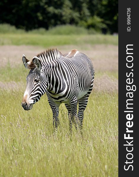 A single zebra in long green grass. A single zebra in long green grass