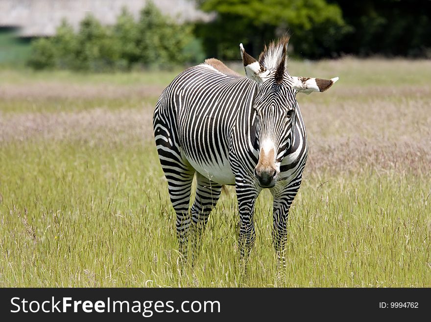 Common zebra walking through long grass lands