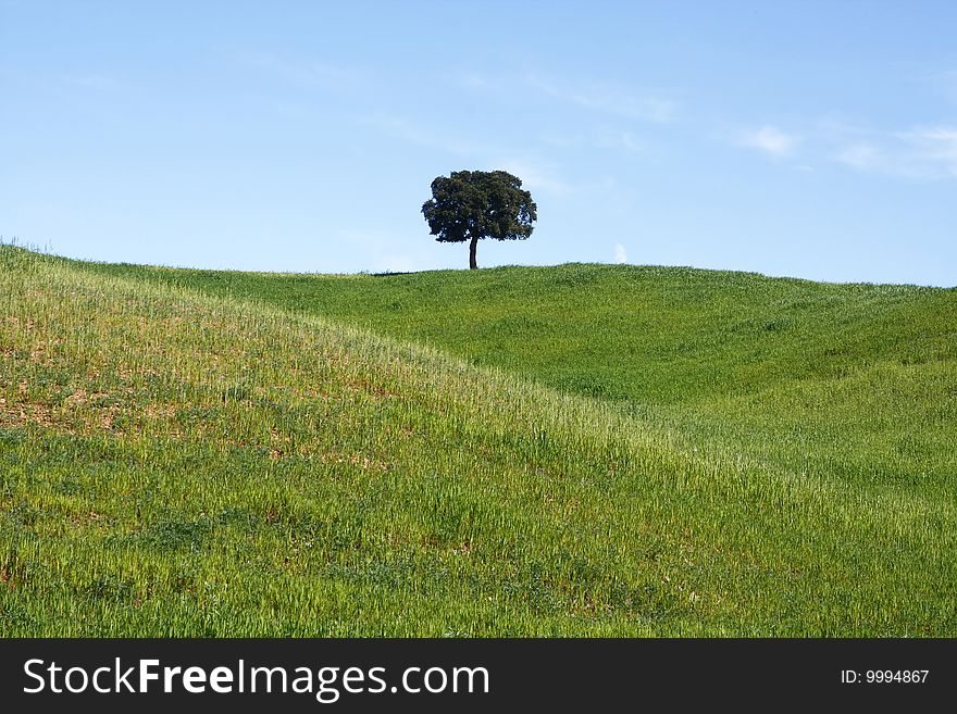 View of some green and grassy hill sides with a lonely holm oak tree in the middle. View of some green and grassy hill sides with a lonely holm oak tree in the middle.