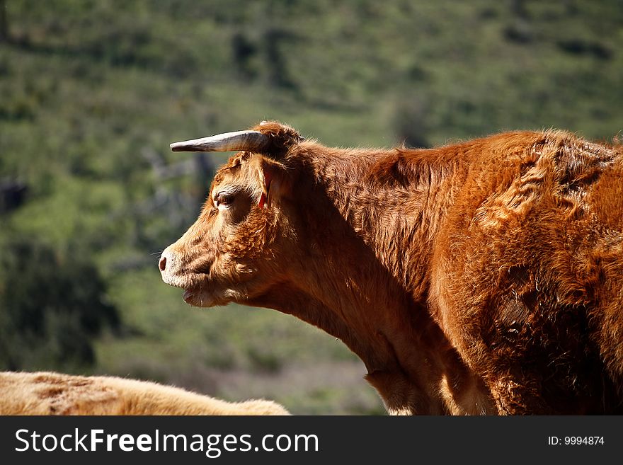 Brown cow with horns screaming on the countryside.