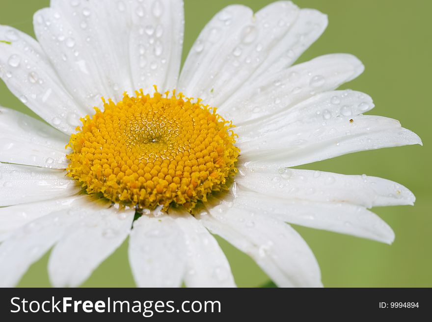 Shasta Daisy With Rain Drops